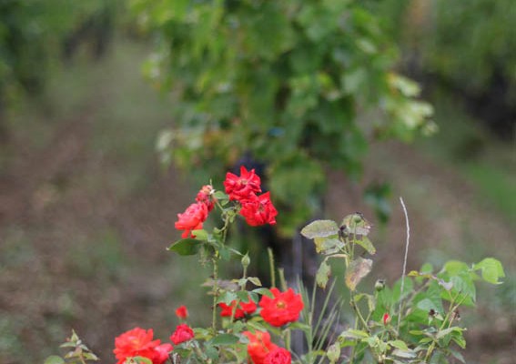 rosiers dans les vignobles en pessac-léognan