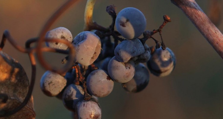 photo d'une grappe de raisin