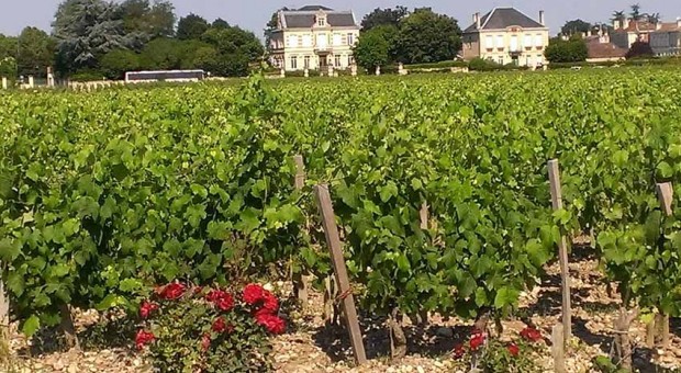 Balade à vélo dans le vignoble bordelais