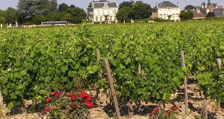 Balade à vélo dans le vignoble bordelais