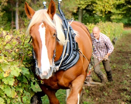 Bordeaux - Vins - Visites