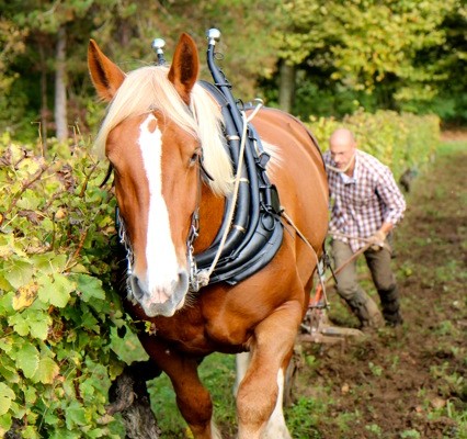 Bordeaux - Vins - Visites