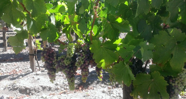 Le vignoble de Bordeaux à vélo