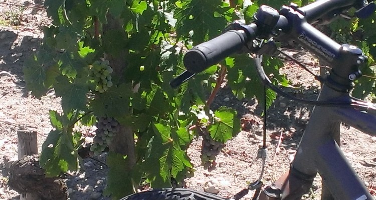 Bordeaux. visite de châteaux à vélo