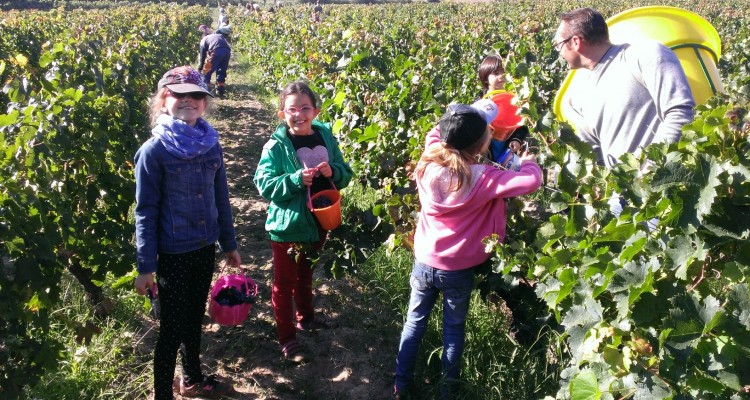 Ecole de Cadaujac - Vendanges - Bardins