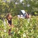 Vendanges BORDEAUX