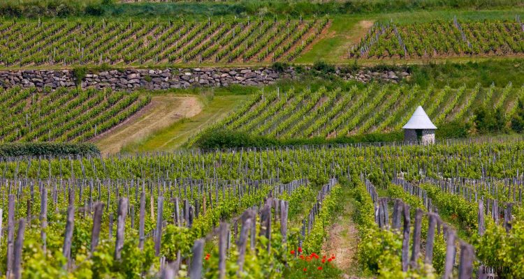 image d'un vignoble