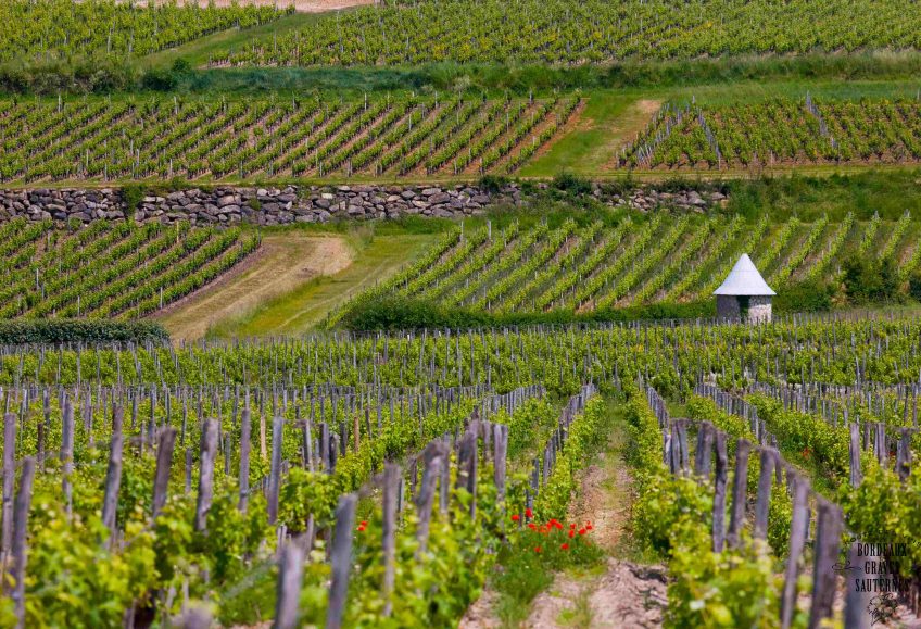 image d'un vignoble