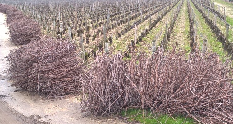 balade à bordeaux dans les vignes. Période de la taille