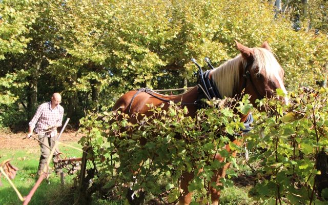 image d'un laboureur à cheval