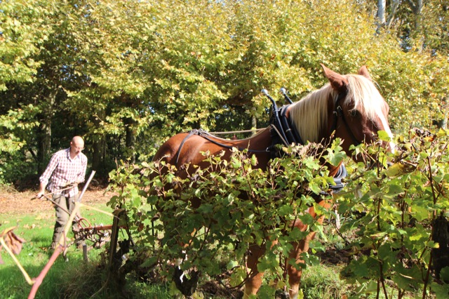 image d'un laboureur à cheval