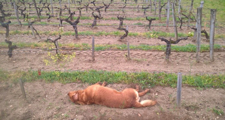 OTAN, le chien du Château Bardins