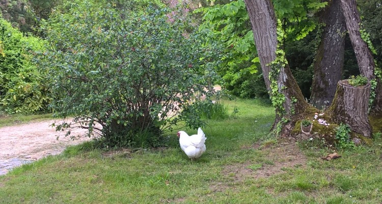 Animals at chateau bardins- bordeaux