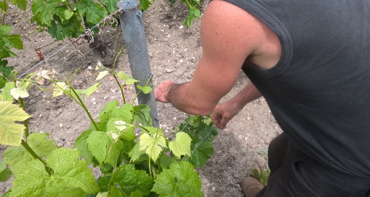 Bordeaux : visite au vignoble