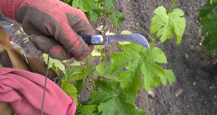 bordeaux : balade dans le vignoble