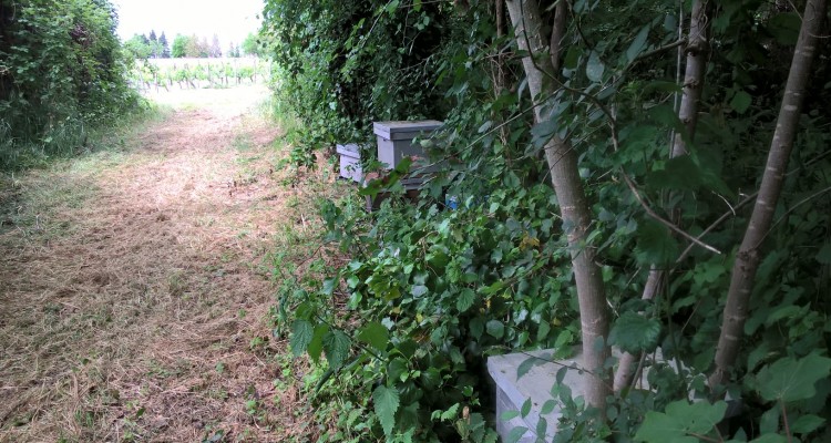 balade dans le vignoble de Bordeaux