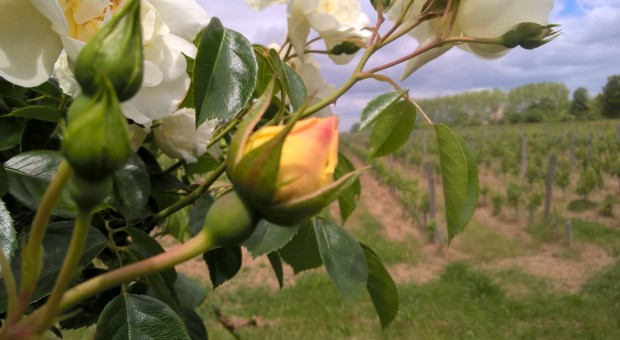 balade dans le vignoble de bordeaux