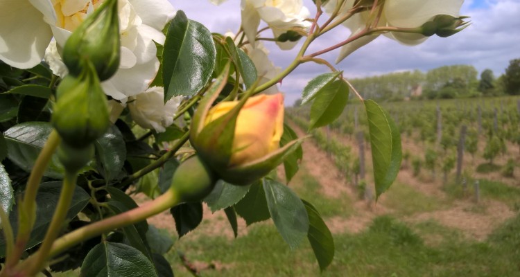 balade dans le vignoble de bordeaux