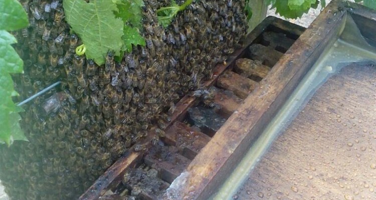 récolte d'un essaim d'abeilles dans les vignes