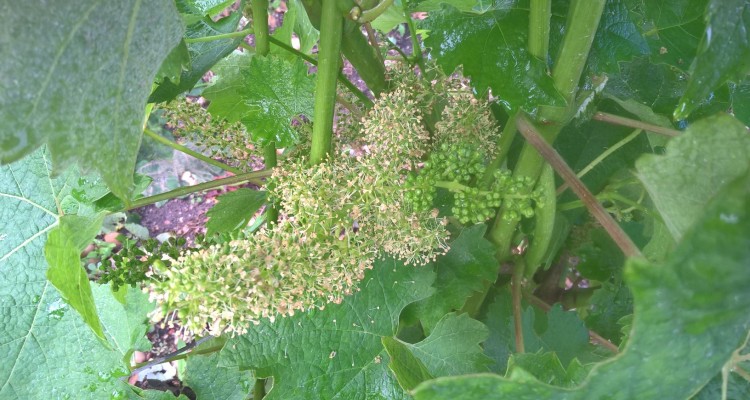 Floraison du cabernet sauvignon