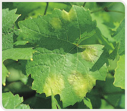 photo d'une feuille de vigne contaminée par le mildiou