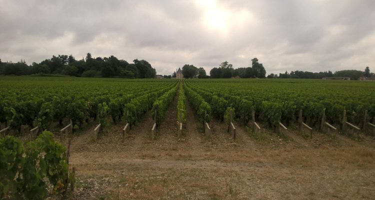 photo d'un vignoble de bordeaux en aoc pessac-léognan