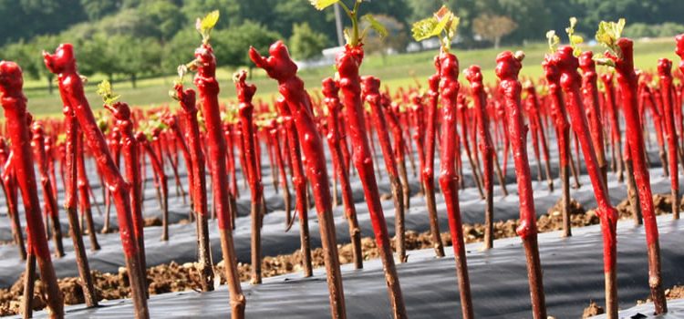 fabrication des plants de vigne pour château Bardins