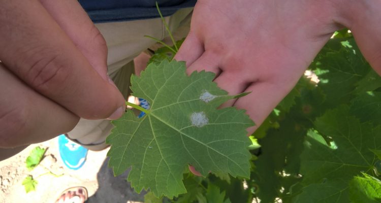 mildiou de la vigne sur face inférieure d'une feuille