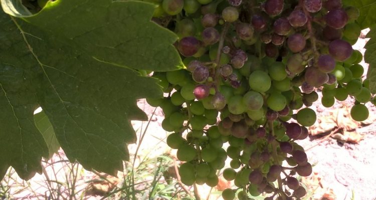 photo de mildiou sur grappe de vigne