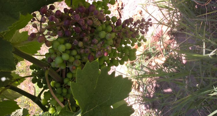 dégâts de mildiou sur grappes en merlot