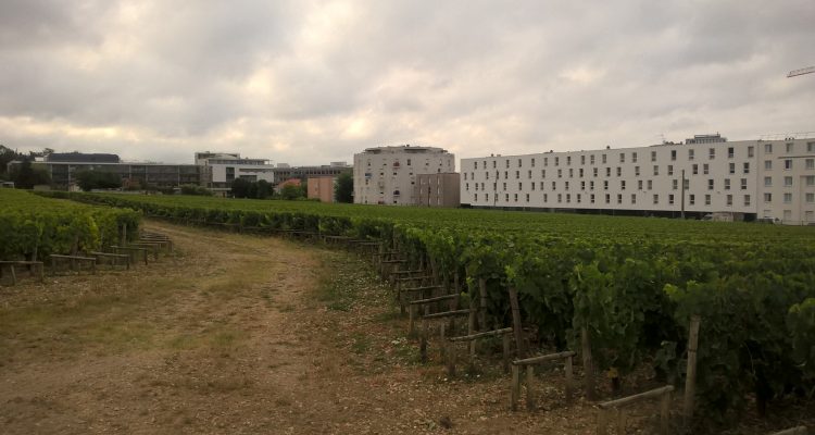 photo d'un vignoble de vins de bordeaux en ville