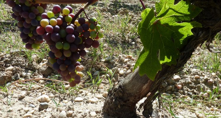 image d'une grappa de raisn en train de changer de couleur