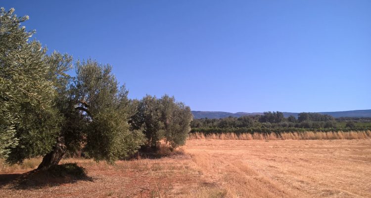 photo de vignobles et d'oliviers en sierra de guara