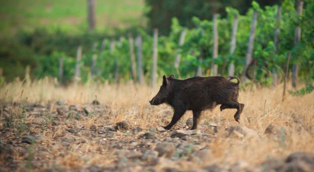 image d'un sanglier qui court dans les vignes