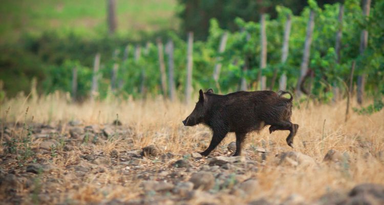 image d'un sanglier qui court dans les vignes