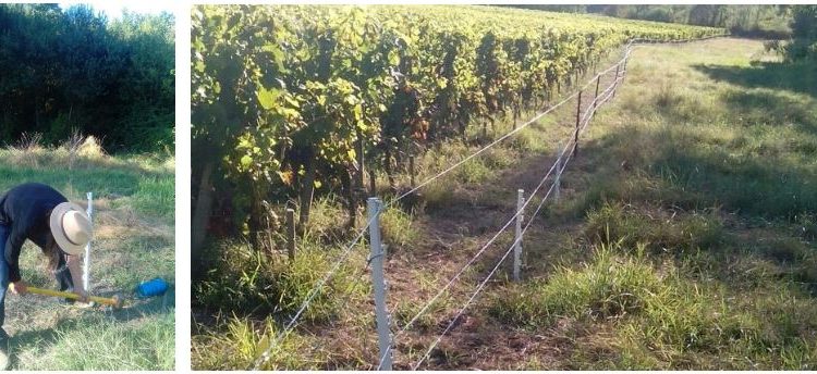 Image de clôture électrifiée autour d'un vignoble de bordeaux