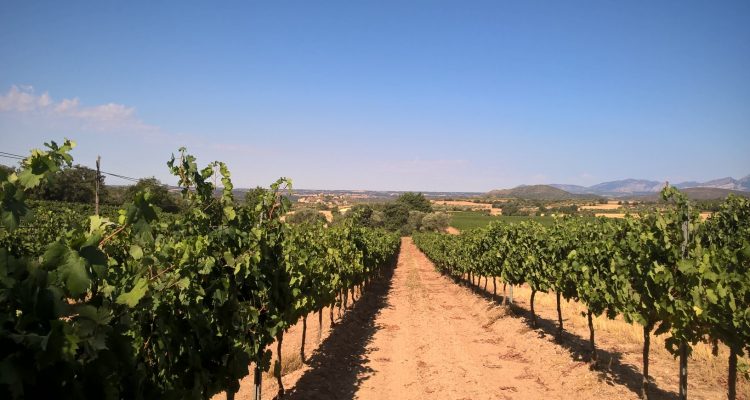 photo de vignes de grenache