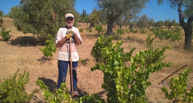 photo d'un viticulteur du somontano en train de travailler dans les vignes