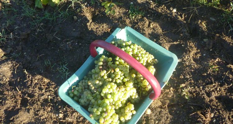 Photo d'un panier de raisins blancs de bordeaux