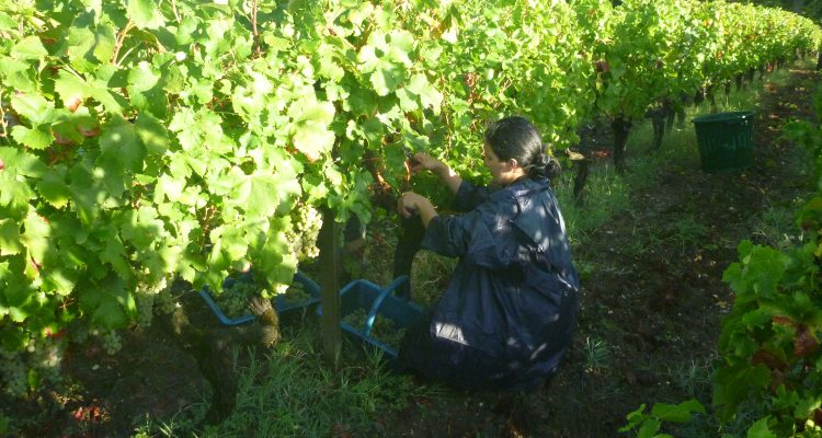 image of a lady cutting grapes in bordeaux vineyard