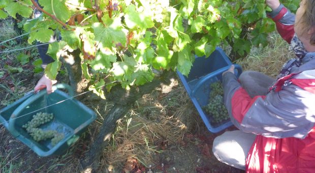 image of the owner of Chateau bardins harvesting