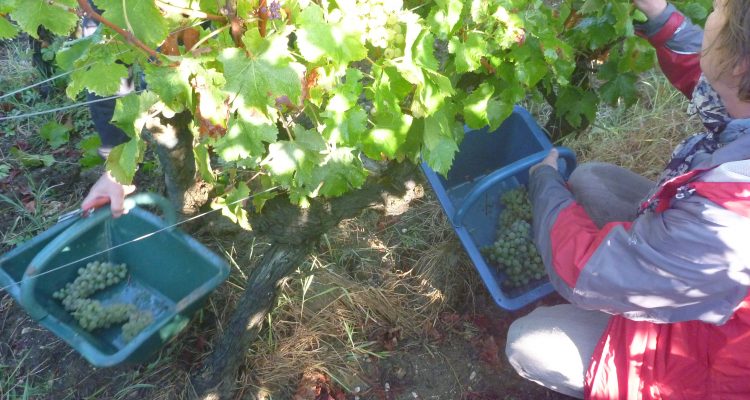 image of the owner of Chateau bardins harvesting