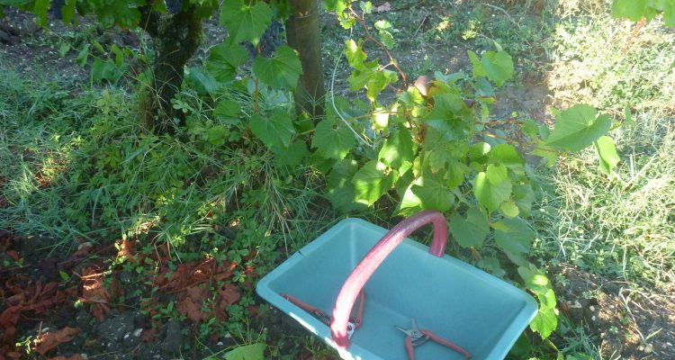 photo d'un panier à vendanges et sécateurs à bordeaux