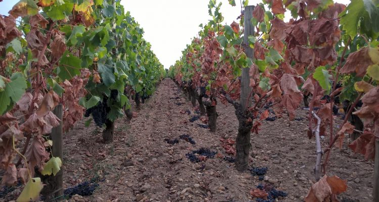 vignes en sécheresse