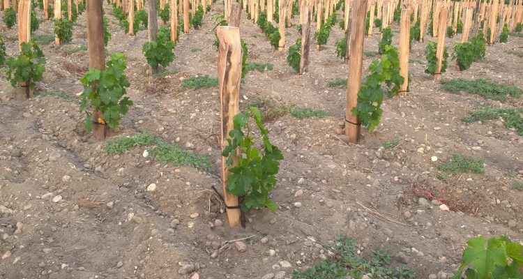 photo d'une belle plantation de cabernet sauvignon à bordeaux