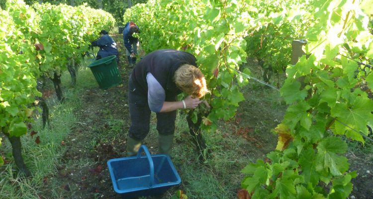 photo des vendanges à bordeaux