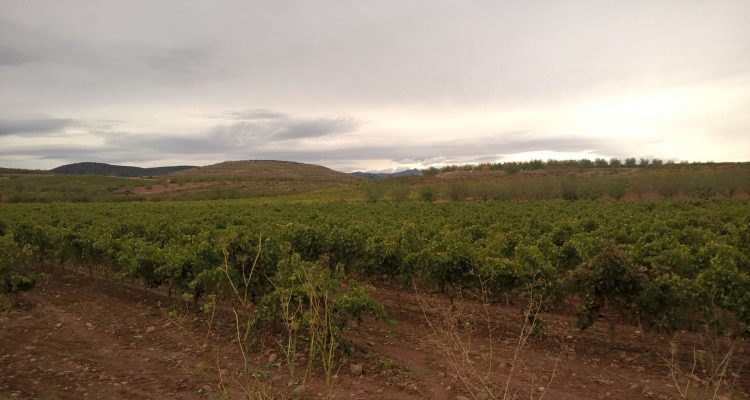 image vignes + montagne