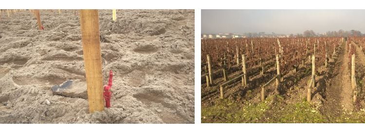 photo de plantation de vigne et piquets