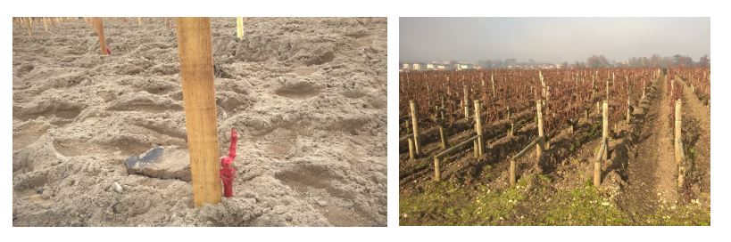 Installation du palissage dans nos vignes - Les Ateliers au Chateau ...