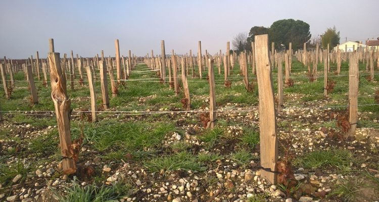 photo d'un plantation de vigne en hiver